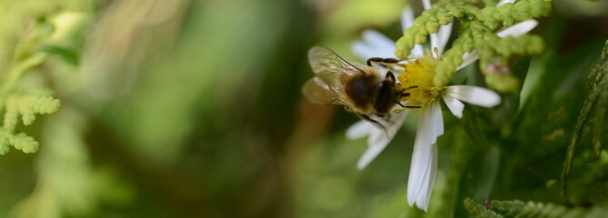 Wespen Bienen Insekt beim Pollen sammeln in Deutschland im Juni