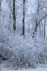 Frosty forest morning