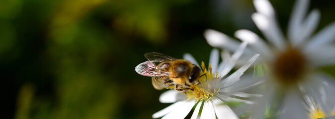 Panorama Nahaufnahme einzelner gesunder Insekten. Biene auf weißer Blume vor grünem, dunklem Hintergrund im Frühling