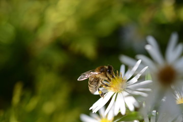 Gesunde Biene auf einer Blüten Blume (Kamille)