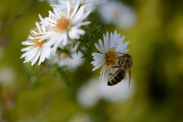 greeting card. bee drinking nectar on bright yellow blossom with premium nature in spring background