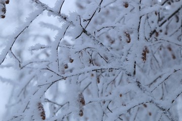 Frosty forest morning
