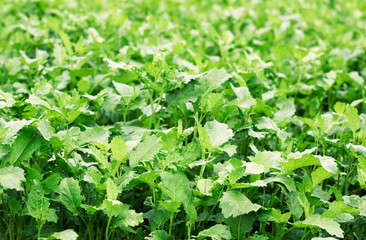 Mustard plant growth outdoors in the field, young shining leaves background texture, sideration culture is used to prepare and heal the soil for agriculture crop rotation. Eco gardening concept