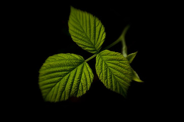 Fototapeta na wymiar Fresh raspberry leaf on black background