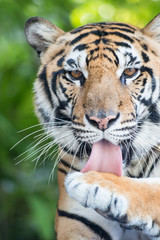 THAILAND PATTAYA NONG NOOCH TIGER SHOW