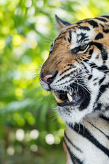 THAILAND PATTAYA NONG NOOCH TIGER SHOW