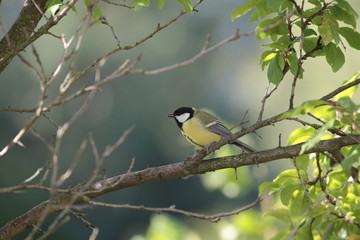 great tit on branch