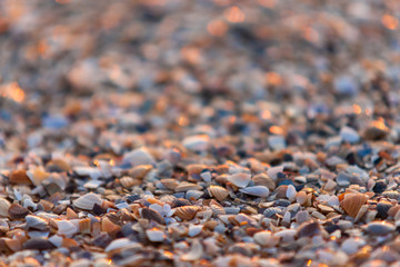 Seashells of different colors.