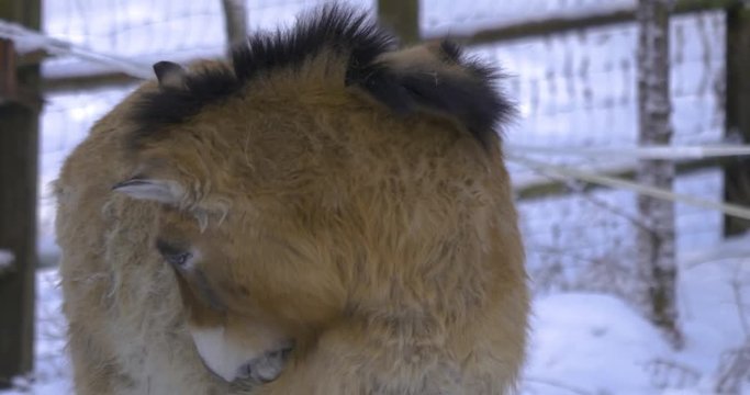 Close Up Of Head And Front Legs Of A Przewalskis Horse, Standing Facing The Camera. It Turns Its Head To The Left And Scratches Its Side With Mouth. The Camera Tilts Down Along Legs To Its Hooves.