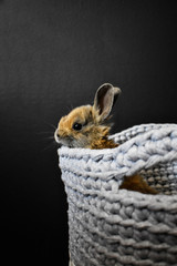 Rabbit in a Basket
