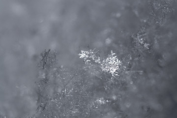 Macro snowflakes