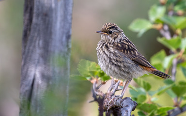 sparrow on a branch