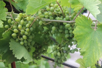 green grapes on the vine