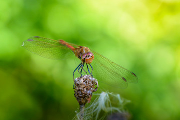 Dragonfly of sympetrum flaveolum sits on flower bud