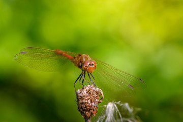 Dragonfly of sympetrum flaveolum sits on flower bud
