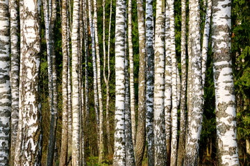 Obraz premium nature, sky, birches, fire, dragon, foliage, spring, sun, buds, road, leaves, clouds, flowers, grass, above clouds, firs, cherry, black and white nature, sky, foliage, spring, sun, buds, leaves, cloud