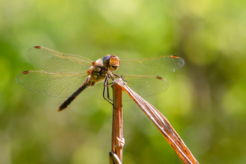 Dragonfly of sympetrum flaveolum sits on a branch