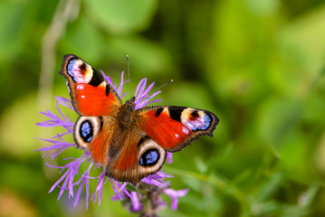 Butterfly aglais io with large spots on the wings