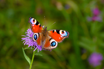 Butterfly aglais io with large spots on the wings