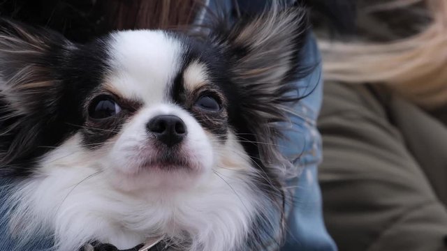 Young woman in a blue jacket at sreet with a sleeping chihuahua or toy-terrier. Little dog relaxing while his misstress chatting in internet. Closeup shot.