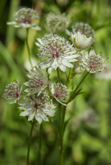 delicate white flowers