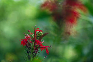 red cardinal flower in the summer