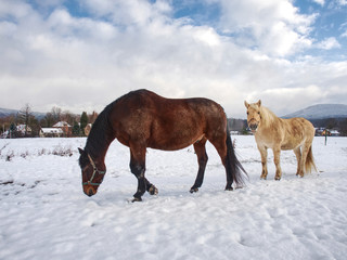 Brown horse feed on meadow in winter day