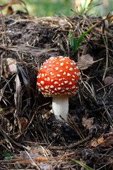 Fly Agaric Mushroom