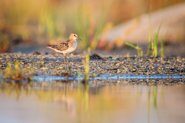 A young Temminck's stint in morning light