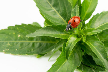 ladybug on white background