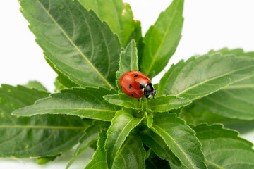 ladybug on white background