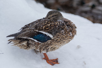 A duck hid a snowflake beak on it. Bird