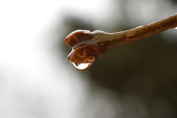 Fototapeta premium tree bud