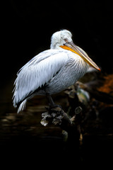 pelican
