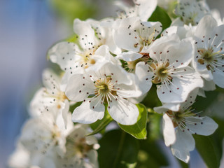 Blooming apple tree branch in the spring garden