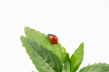 ladybug on white background