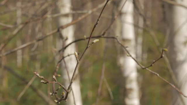 Twig of young birch with buds in spring. Close up.