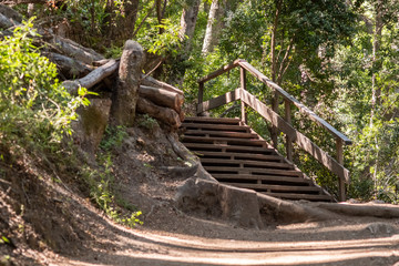 stairs in the forest