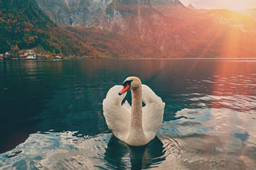 Swan portrait. Mute swan (Cygnus olor) gliding across Lake Hallstatt Austria in sunrise morning...