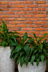 Elegant green plant in modern home interior. Spathiphyllum.