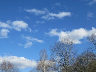 Obraz na płótnie Canvas tree in the sky