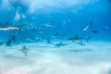Fototapeta premium Caribbean reef shark and lemon shark at the Bahamas