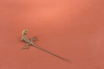 small brown cute lizard big eyes with long tail gecko tropical animal asia thailand and vietnam