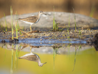 Common sandpiper with a sharp reflection