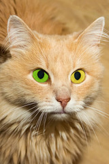 Naklejka na ściany i meble cute furry cat orange with bright big eyes yellow green contrast portrait of a pet close-up