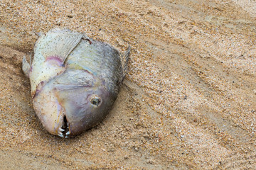 Fototapeta na wymiar head tropical fish sharp teeth gills on a sand background ejected on the ocean close-up