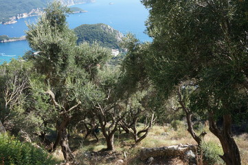 olive grove greece