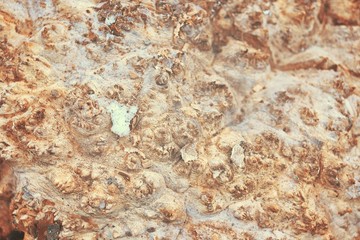 Wood texture of cut tree trunk, close-up.