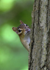 Chipmunk in forest