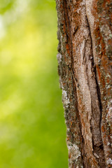Obraz premium thin trunk branch broken windmill covered with moss on a green blurred background vertical design